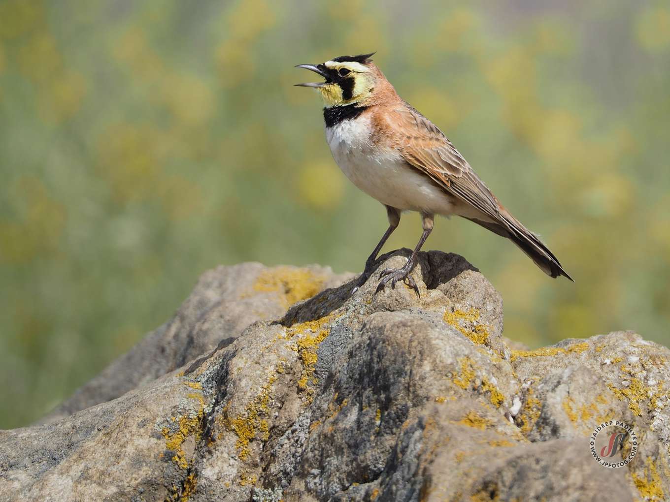 Horned Lark