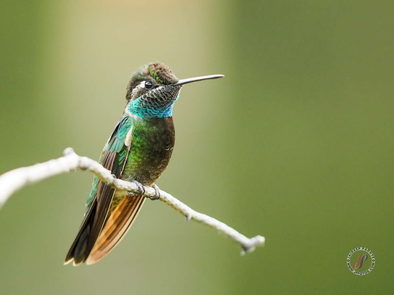 Rivoli's Hummingbird