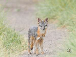  Gray fox
