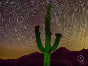 Star trails over Saguaro cactus