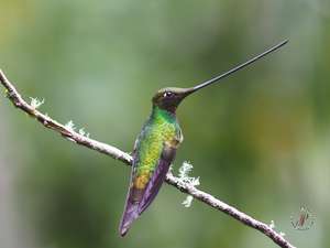Sword-billed hummingbird