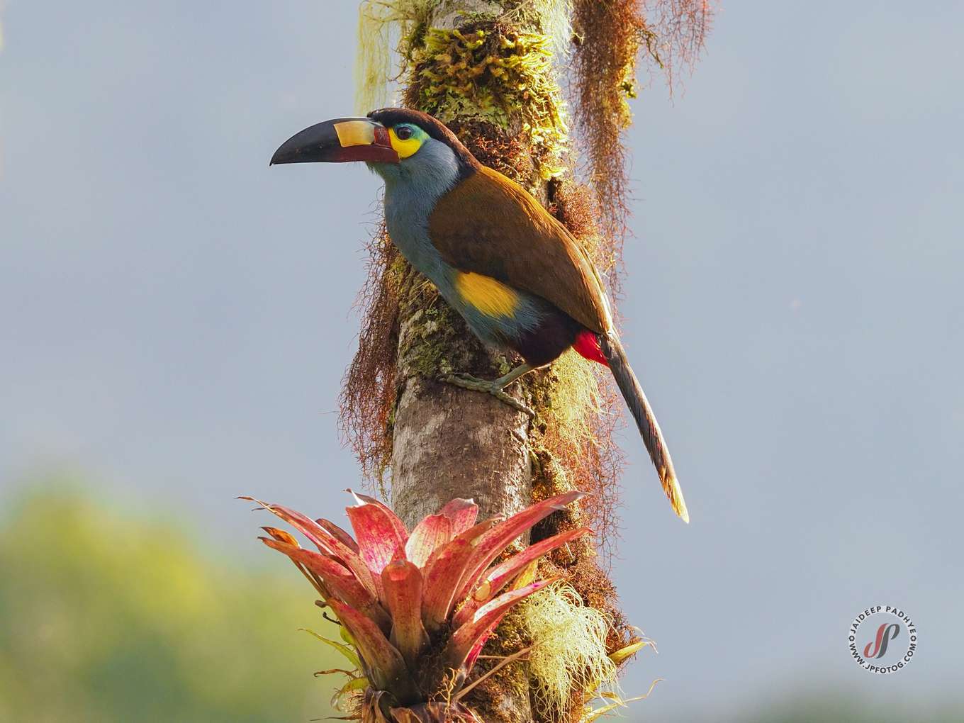 Plate-billed mountain toucan 