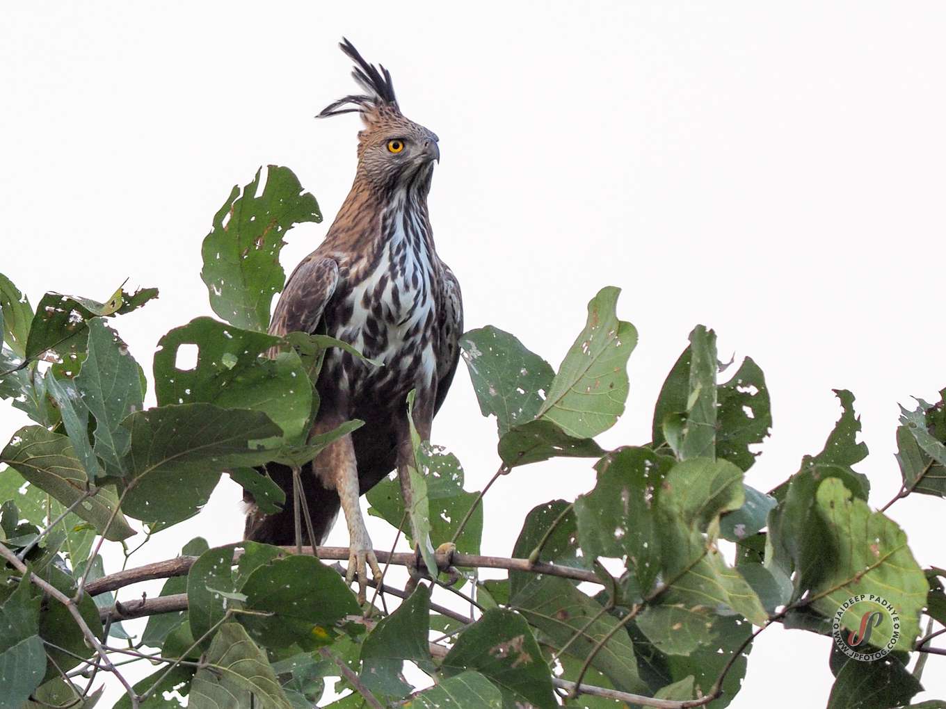 Crested Hawk-Eagle