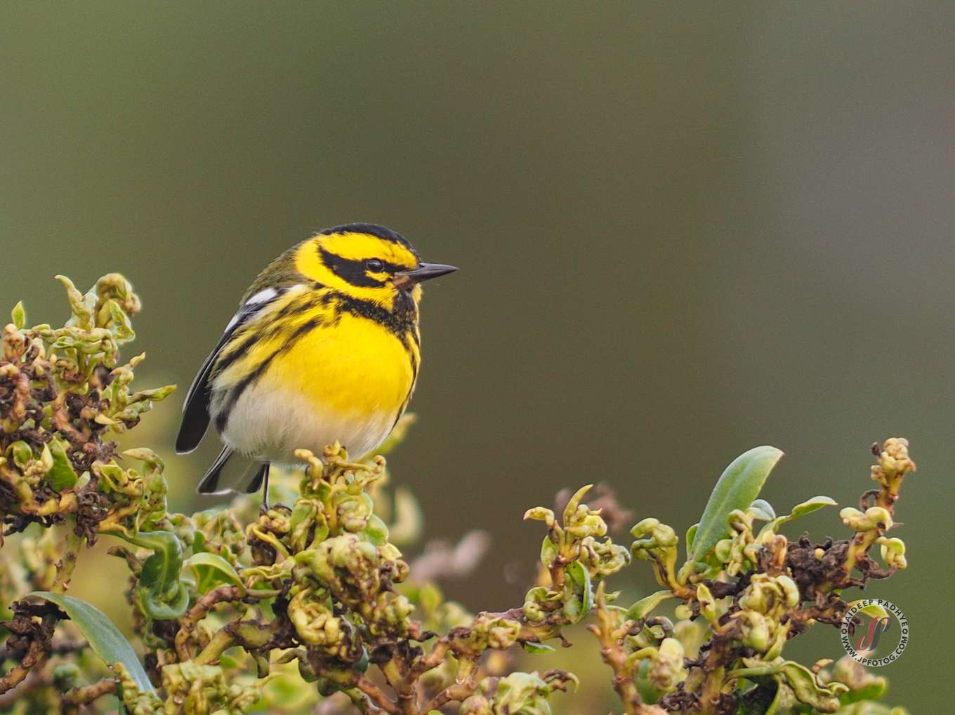 Townsend's warbler